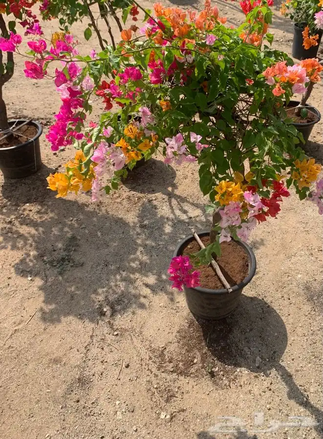 جهنميه او المجنونه او الجميله 2