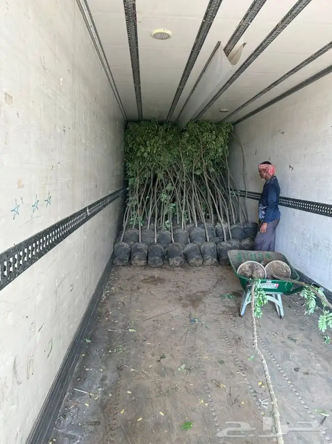 اشجار ومشاتل شتلات باقل الاسعار 1