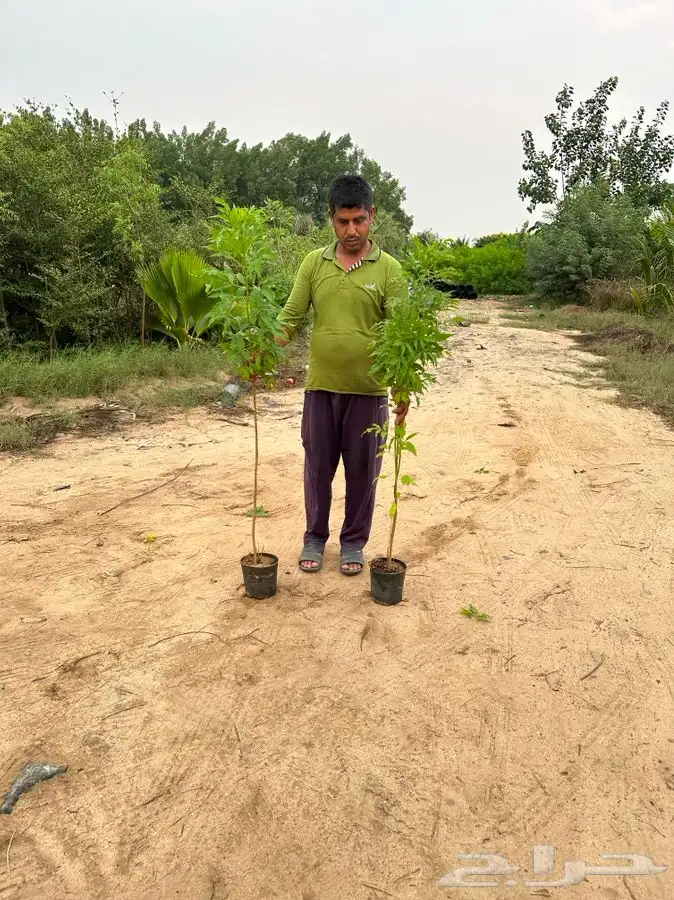 اشجار ومشاتل شتلات باقل الاسعار 9