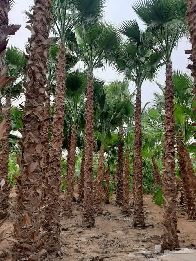 اشجار ومشاتل شتلات باقل الاسعار 5