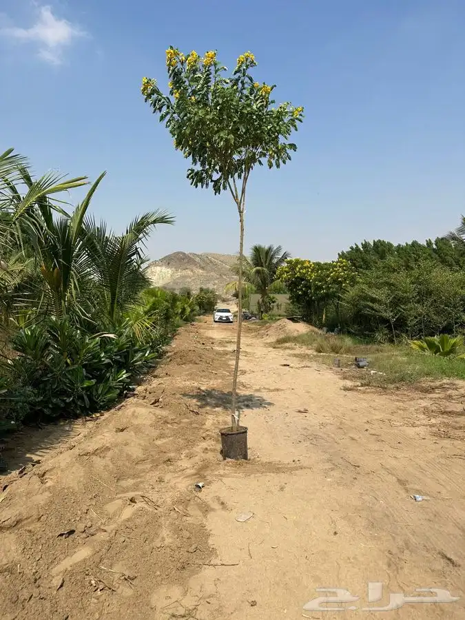 اشجار ومشاتل شتلات باقل الاسعار 0