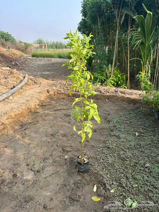 اشجار ومشاتل شتلات باقل الاسعار 10