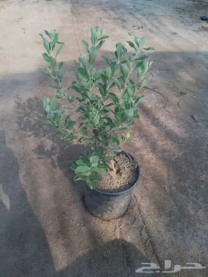 اشجار ومشاتل شتلات باقل الاسعار 11