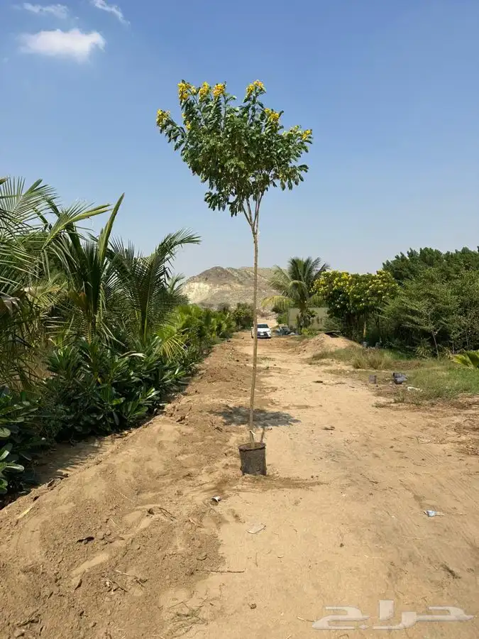 اشجار ومشاتل شتلات باقل الاسعار 3