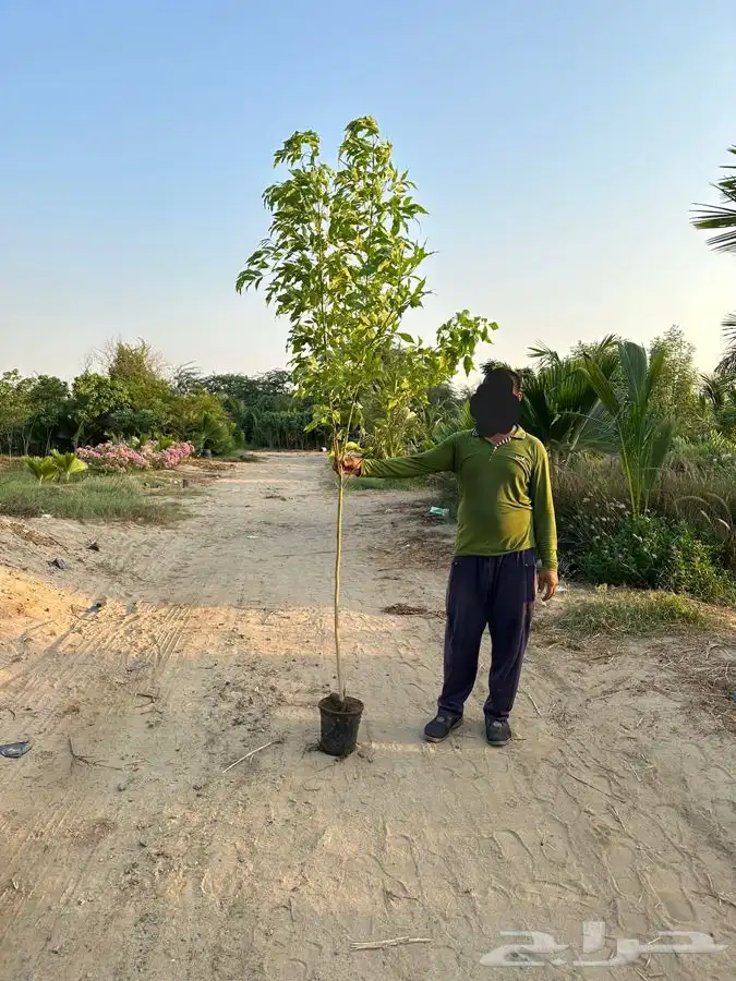 اشجار ومشاتل شتلات باقل الاسعار 4