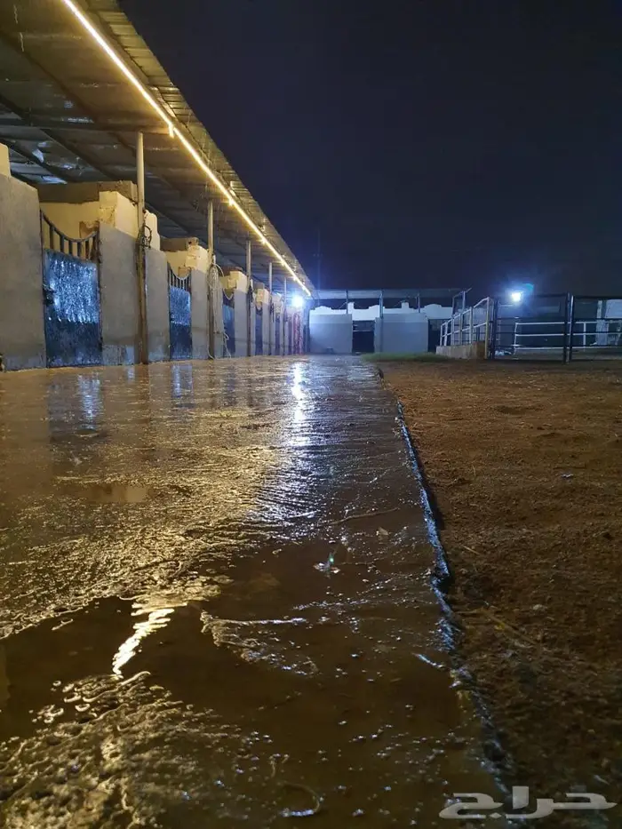 مربط (نواصي الخير) إيواء الخيل. 3