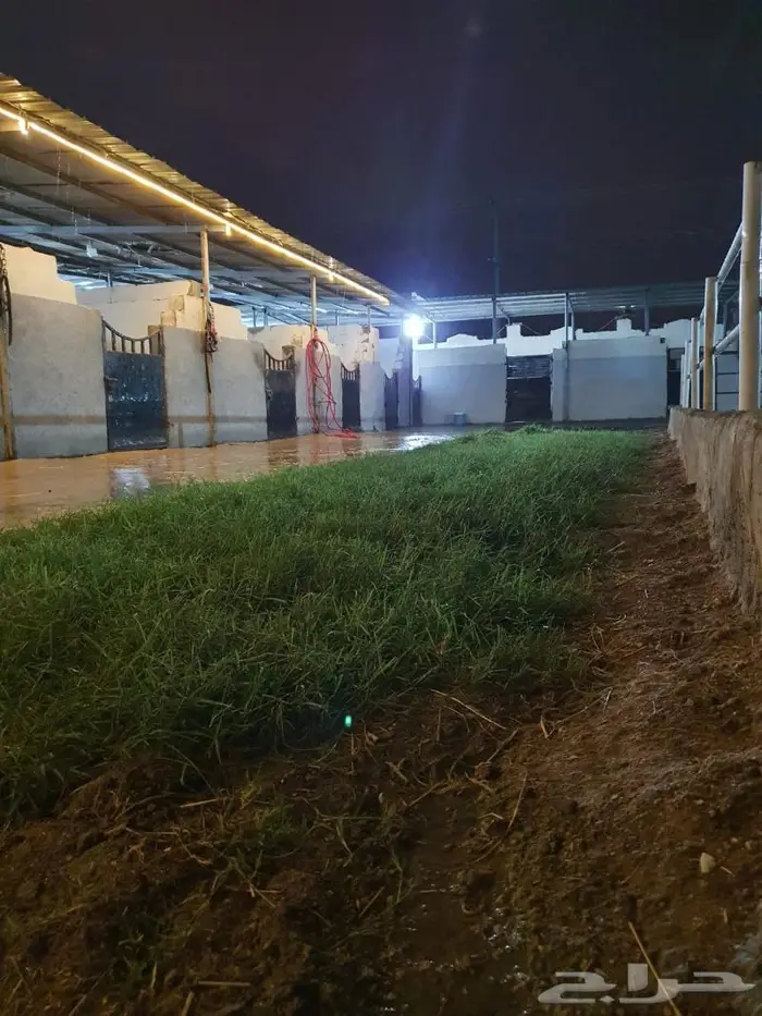 مربط (نواصي الخير) إيواء الخيل. 1