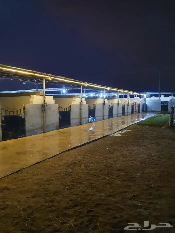 مربط (نواصي الخير) إيواء الخيل. 6
