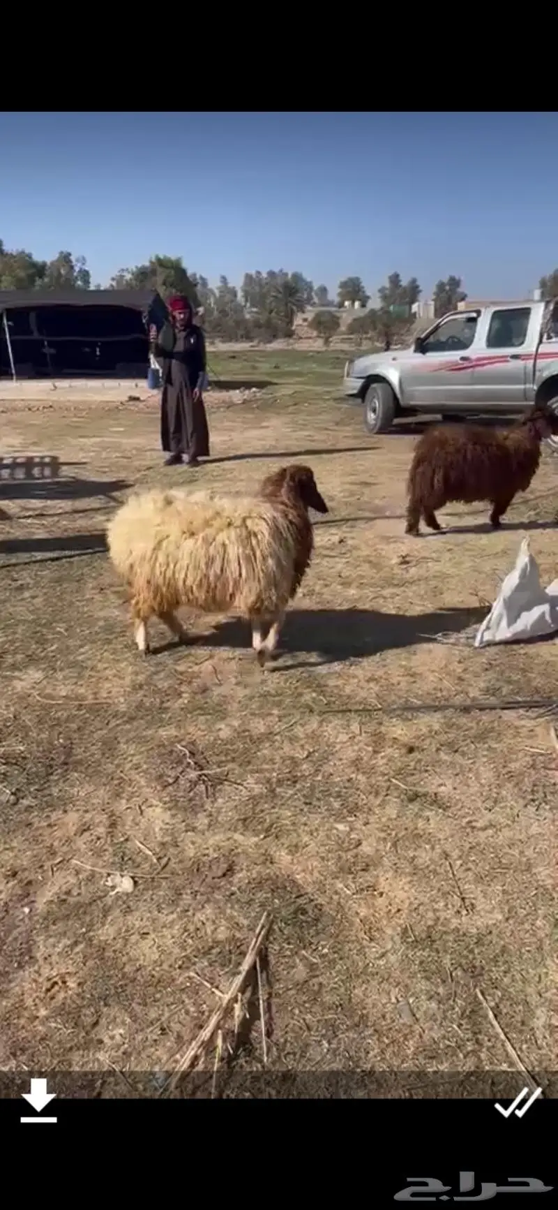 ذبايح من الاردن 0
