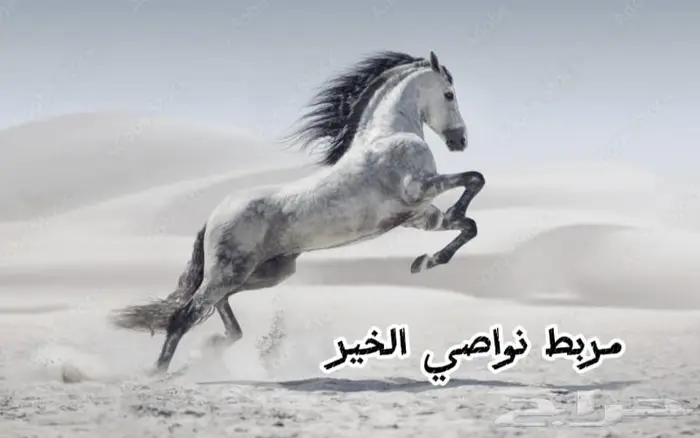 مربط (نواصي الخير) إيواء الخيل. 0