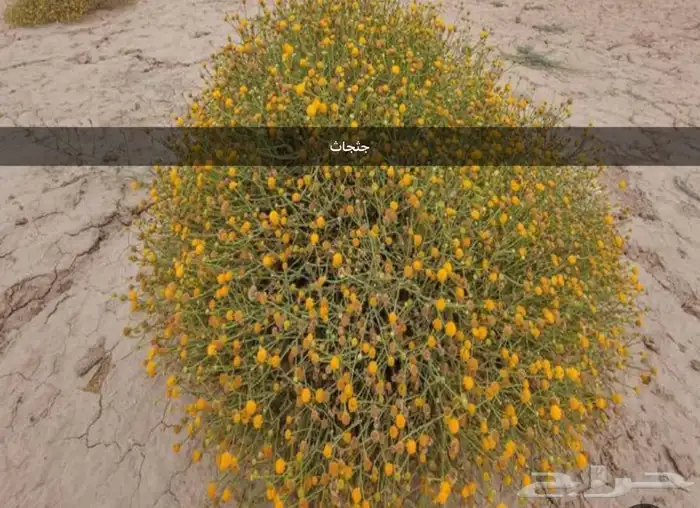 بذور نبات الخذراف الرعوي. وبذور جثجاث 1