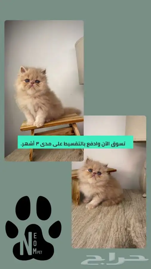 كيتن بيكي فيس بيرشن هاف بيكي انثى ذكر قطط جدة قطط للبيع قطه 1