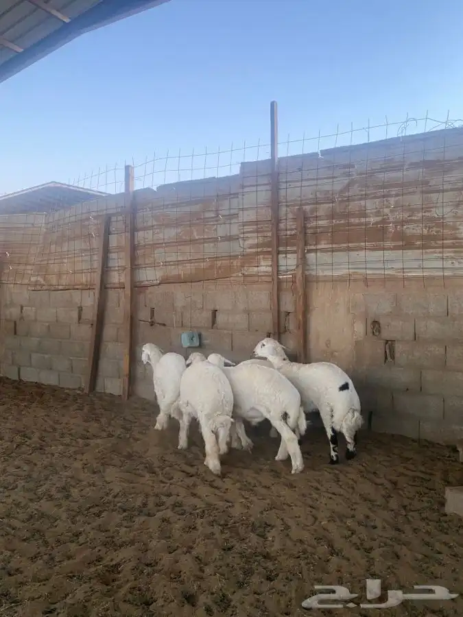 خرفان حريات 2