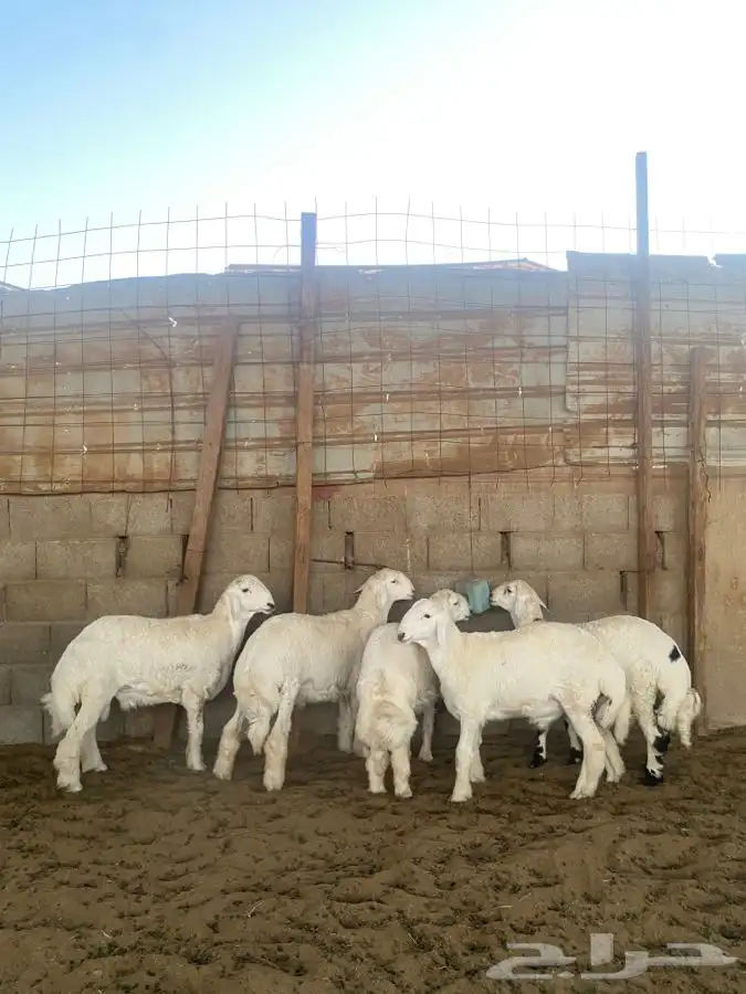 خرفان حريات 0