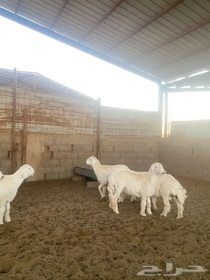 خرفان حريات 3