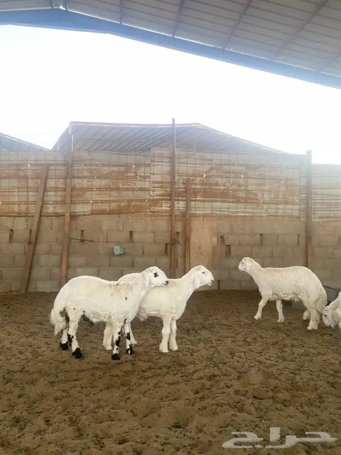 خرفان حريات 4