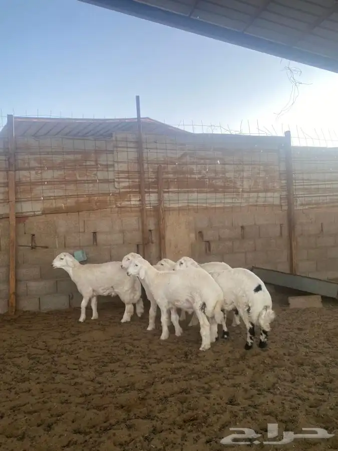 خرفان حريات 1