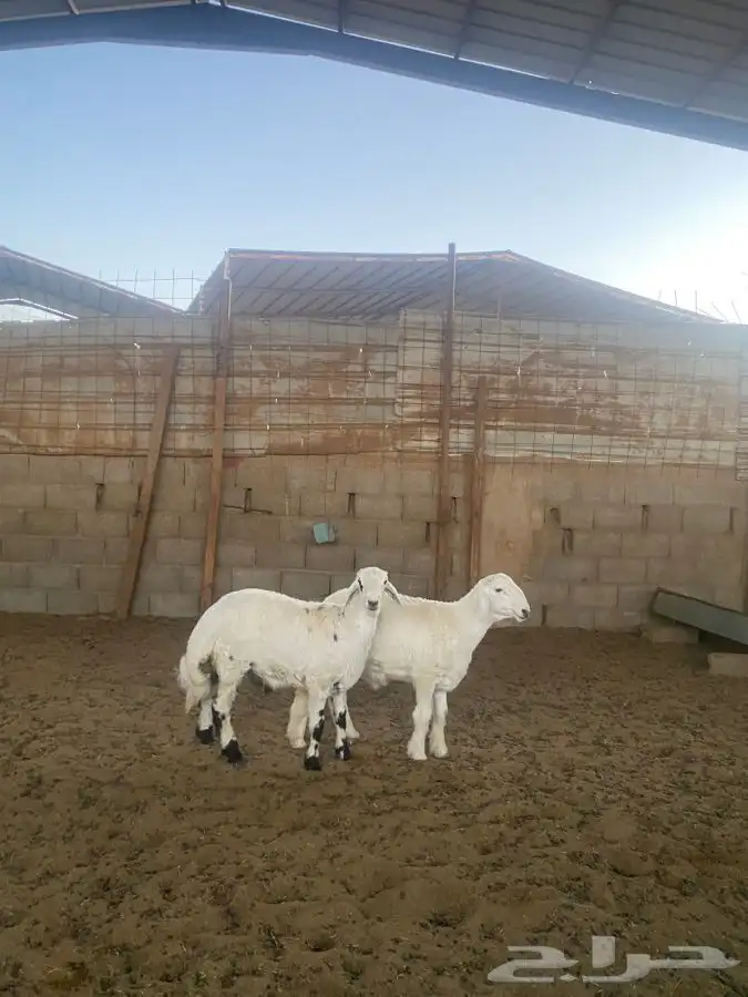 خرفان حريات 5