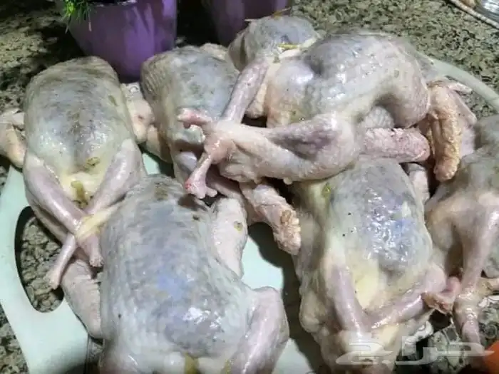 ام نواف لجميع المأكولات العربيه والشعبيه وباسعار جدا مناسبه 7