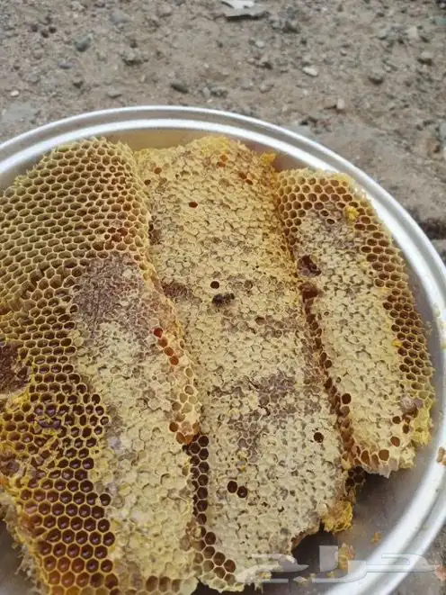 عسل   سدر وسمر وطلح وضهيان وقرض صافي وشمع 1