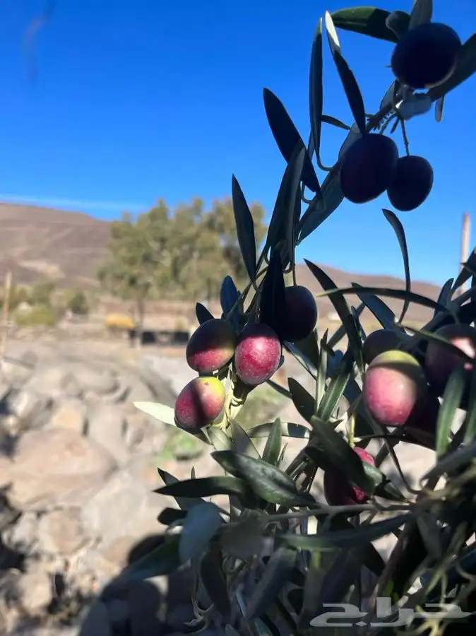 زيت زيتون الحره تبوك 3