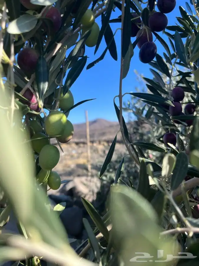 زيت زيتون الحره تبوك 5