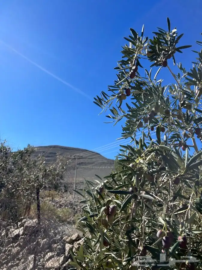 زيت زيتون الحره تبوك 2