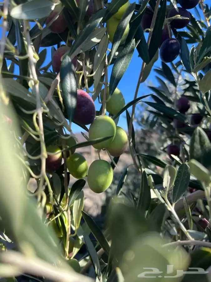 زيت زيتون الحره تبوك 6