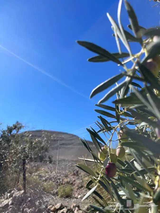 زيت زيتون الحره تبوك 4