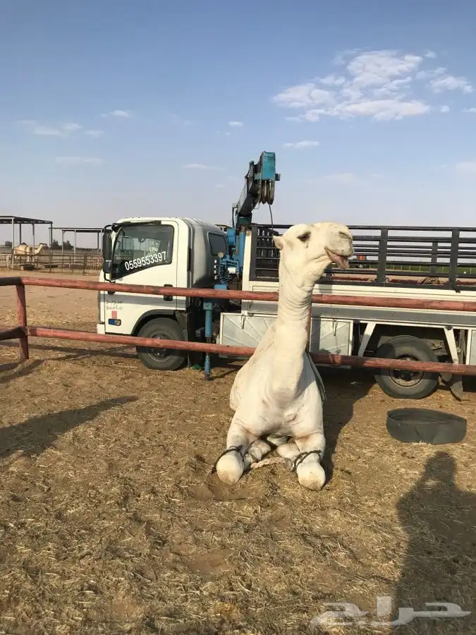 نقل ابل لنقل الابل والاغنام دنه دينه دنا 0