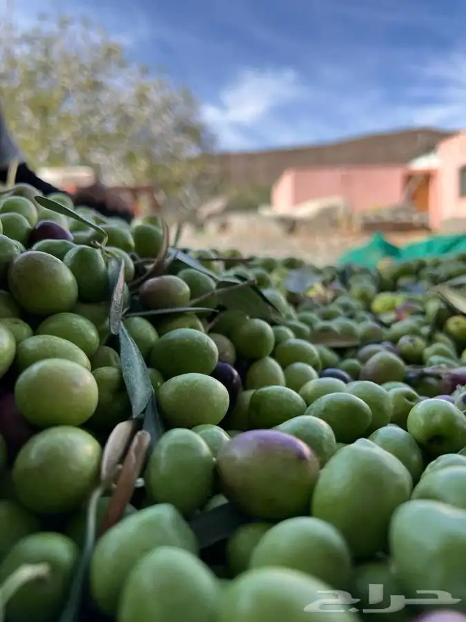 زيت زيتون الحره تبوك 0