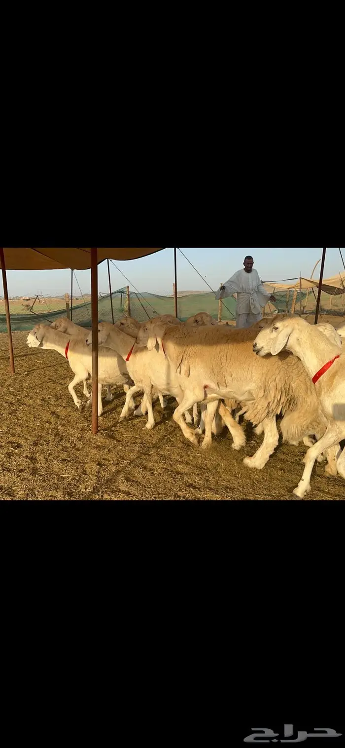 غنم جروم شي فاخر 3