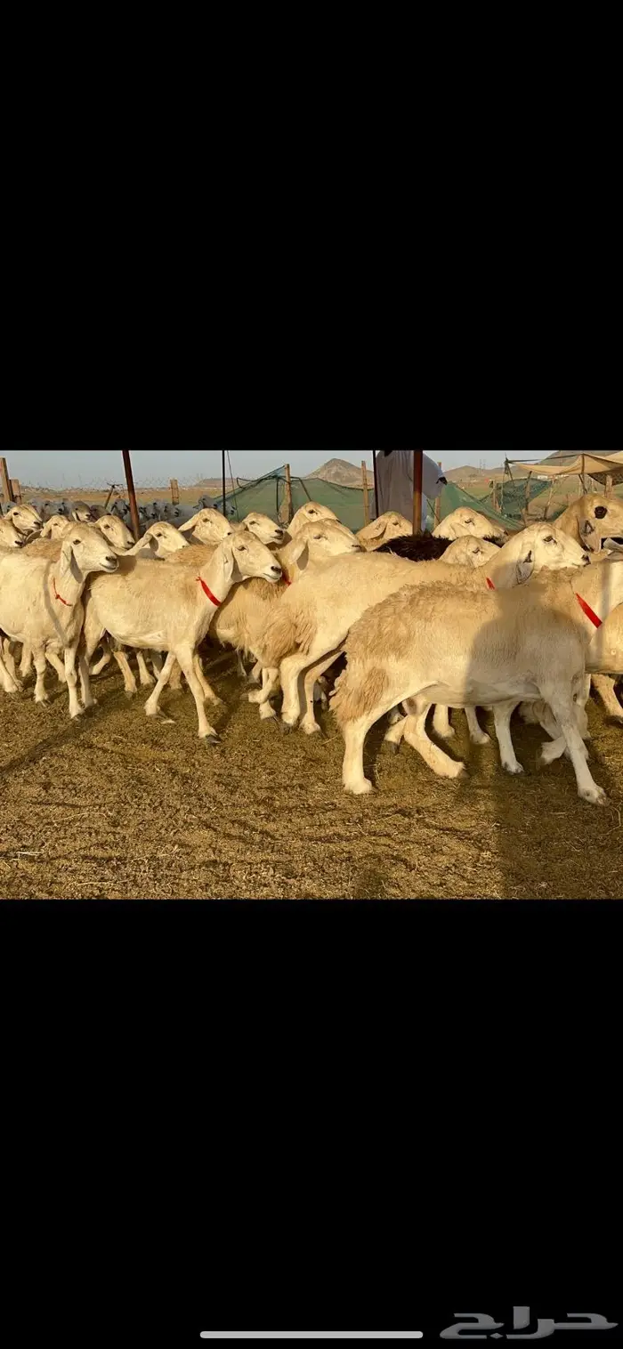 غنم جروم شي فاخر 4