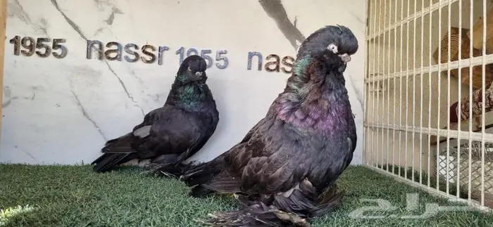 زوج لونق فيس مستوى فخم (( تم البيع )) 5