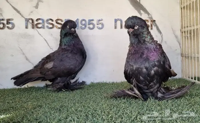 زوج لونق فيس مستوى فخم (( تم البيع )) 3