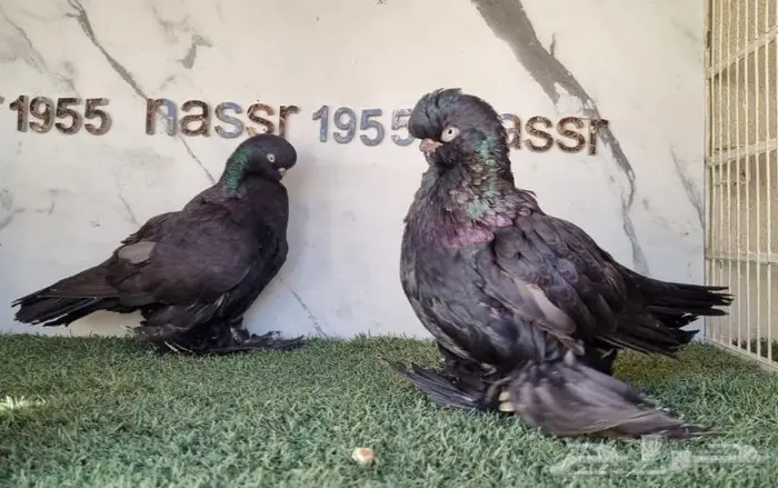 زوج لونق فيس مستوى فخم (( تم البيع )) 4