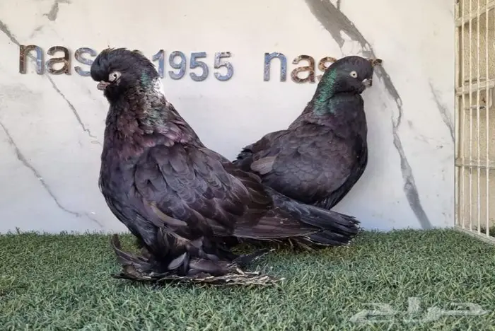 زوج لونق فيس مستوى فخم (( تم البيع )) 6