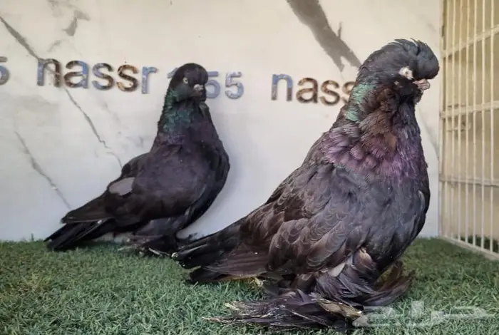 زوج لونق فيس مستوى فخم (( تم البيع )) 2