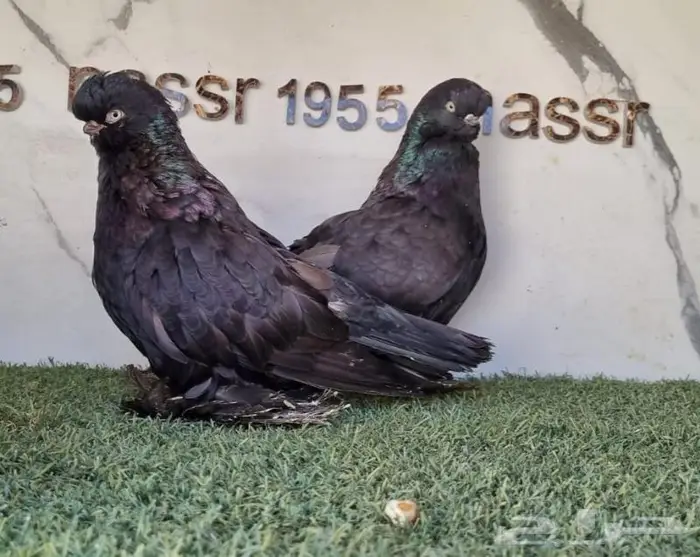 زوج لونق فيس مستوى فخم (( تم البيع )) 1