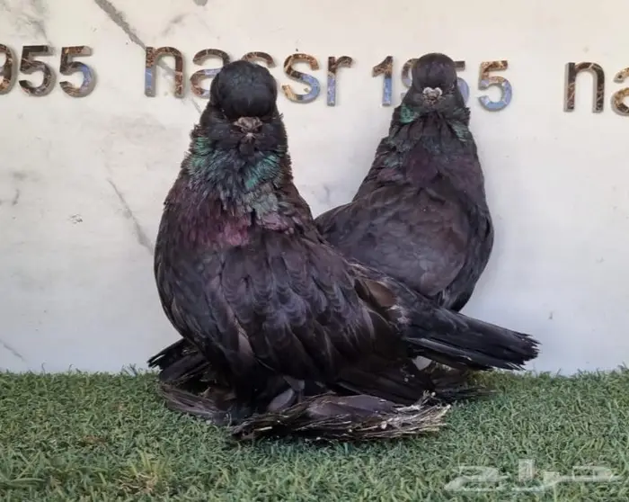 زوج لونق فيس مستوى فخم (( تم البيع )) 0