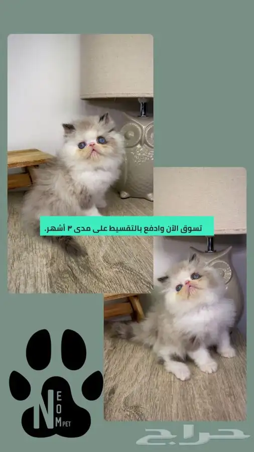 6 قطط صغيرة كيتن قطه بسه قطط الرياض قطط للبيع بيكي فيس انثى 1