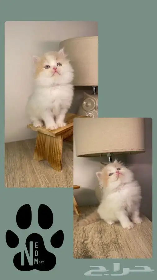 6 قطط صغيرة كيتن قطه بسه قطط الرياض قطط للبيع بيكي فيس انثى 3