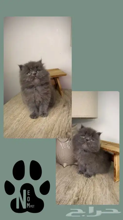 6 قطط صغيرة كيتن قطه بسه قطط الرياض قطط للبيع بيكي فيس انثى 5