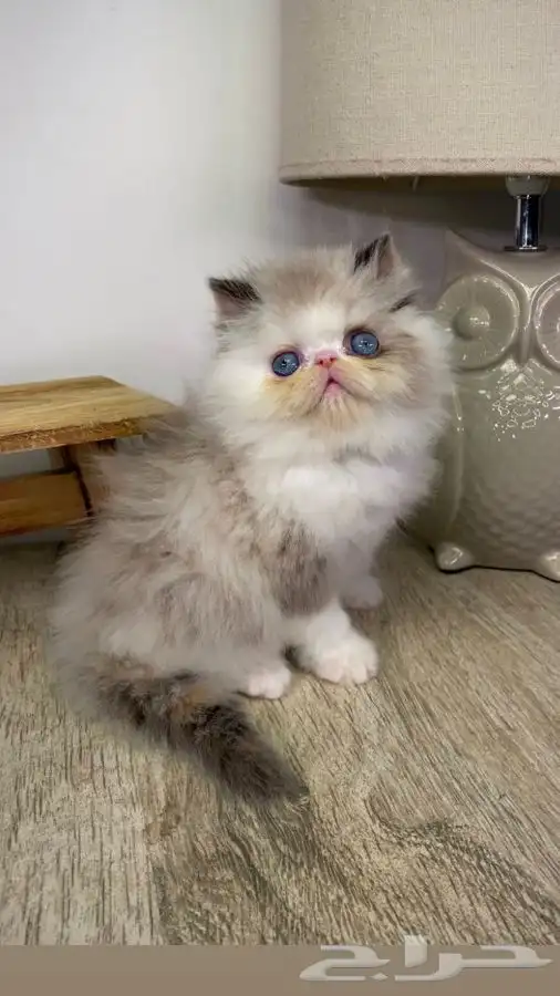 6 قطط صغيرة كيتن قطه بسه قطط الرياض قطط للبيع بيكي فيس انثى 0