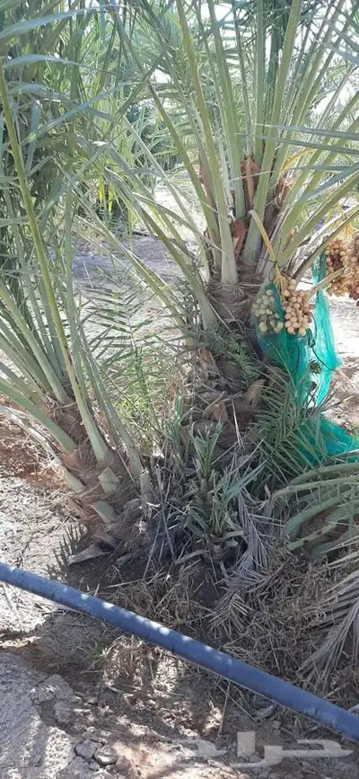 يوجد لدينا جميع انواع النخيل 2