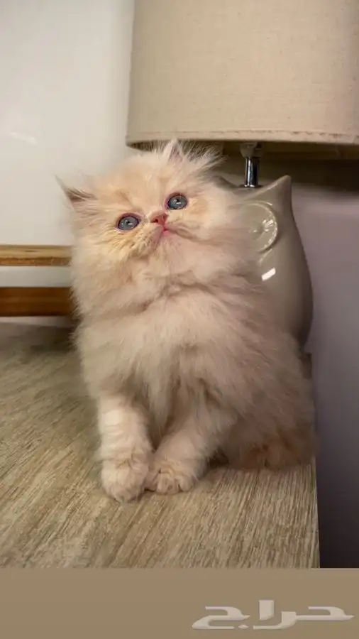 قطط للبيع كيتن بيكي فيس سكوتش فولد سكواتش شيرازي هملايا ذكر 0