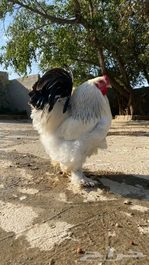 دجاج براهما صوص فقط 1