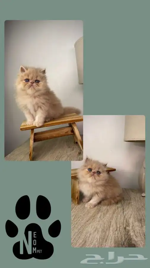 قطط للبيع كيتن بيكي فيس سكوتش فولد سكواتش شيرازي هملايا ذكر 5