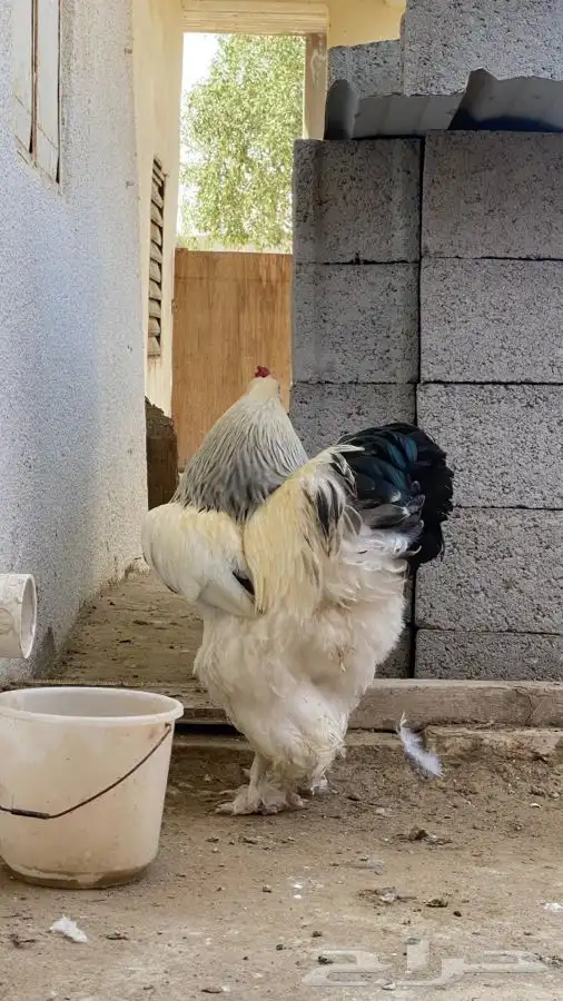 دجاج براهما صوص فقط 35