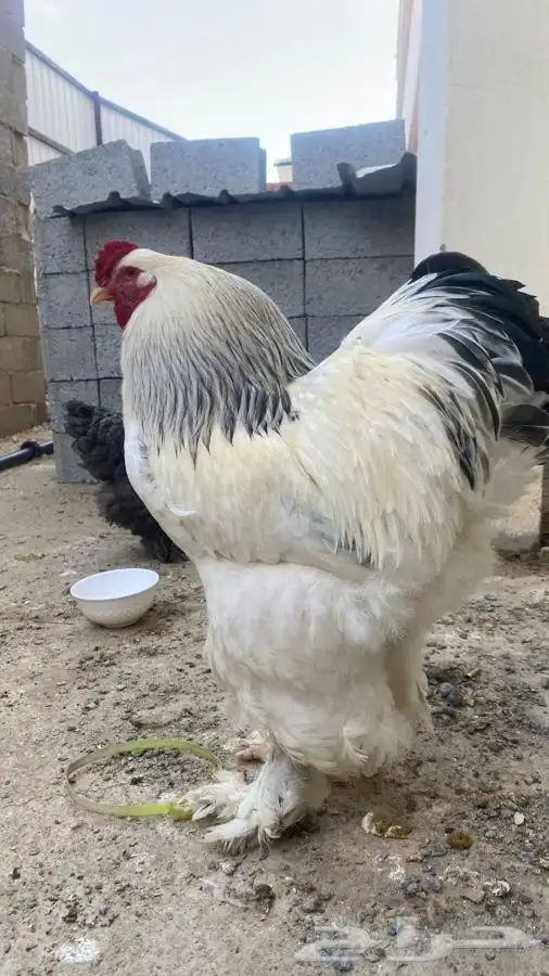 دجاج براهما صوص فقط 41